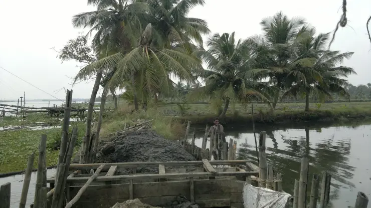Work in progress on a pokkali field in coastal Kerala