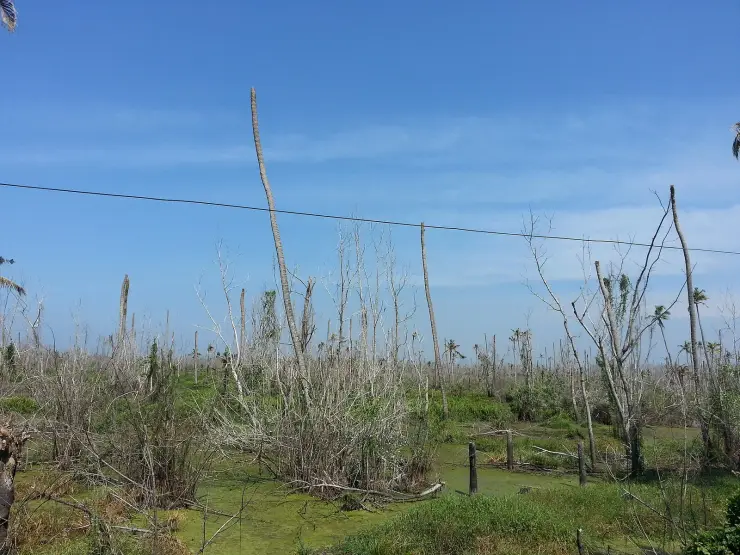 Dead, defoliated coconut palms standing over bright green algae-covered water in a derelict tract of the Kuttanad kayal