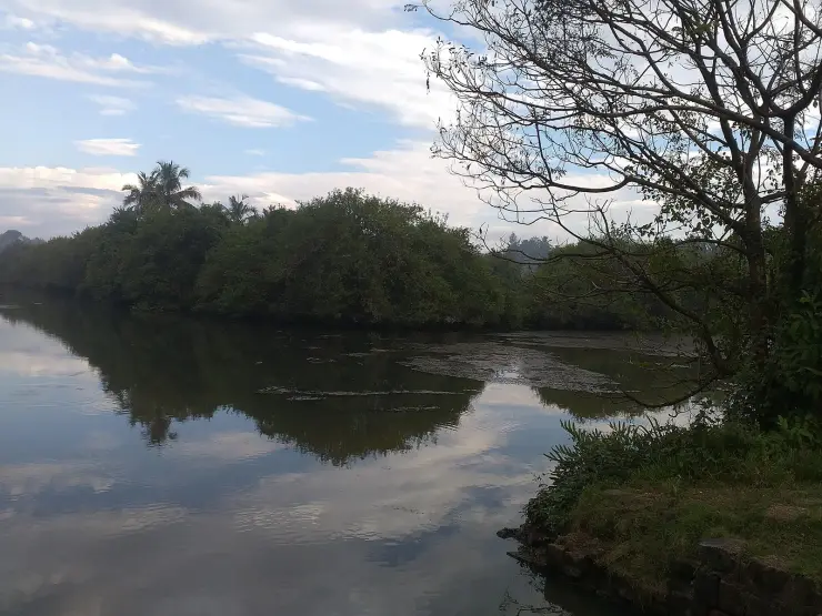 Broad still water at Sarovaram Bio Park under a cloudy sky, fringed by dense mangrove-type scrub on the far bank, with mats of floating vegetation and a stone revetment in the foreground.