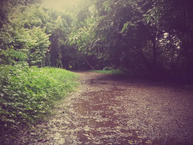 A wide unpaved forest track running wet under closed canopy, puddled after rain.