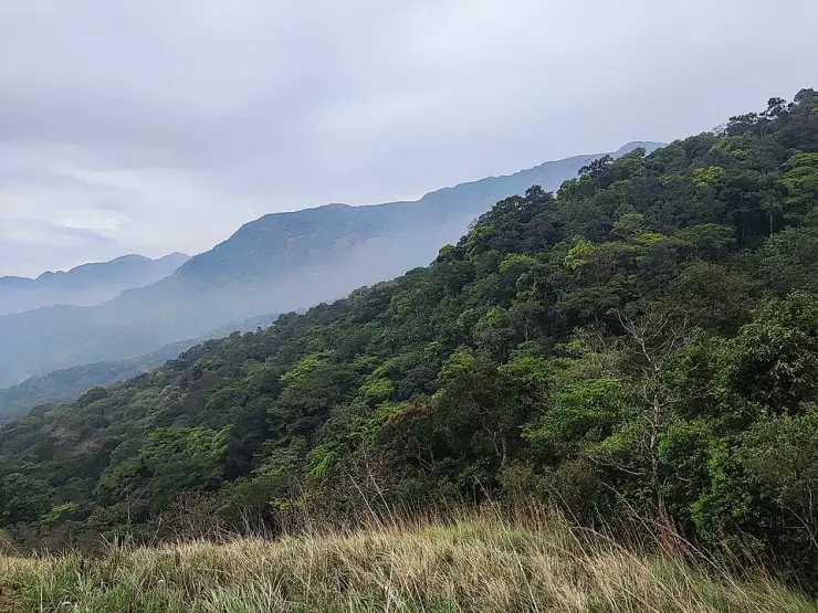 Forested ridges of the Agasthyamala range inside Neyyar Wildlife Sanctuary, with grassland in the foreground