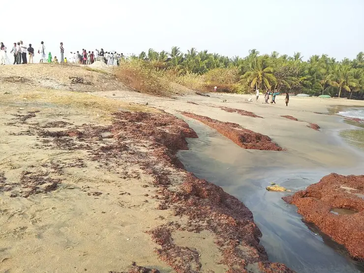 Chaliyam beach at low tide with broken lines of dark red laterite emerging from the wet sand toward the water, a crowd of people standing on the dune above, coconut palms behind and boats drawn up to the right.