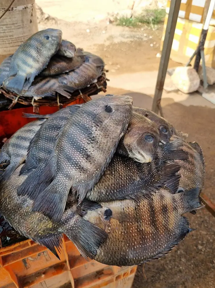 A basket of freshly caught karimeen, pearl spot, at a Kerala market