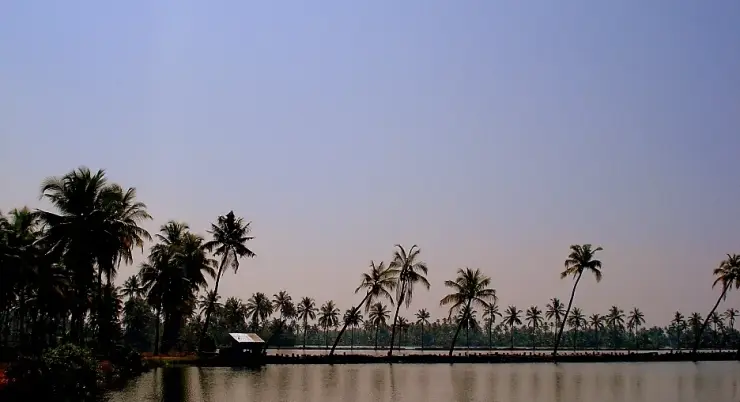 Bunded backwater and palms at Kumbalangi, Kochi