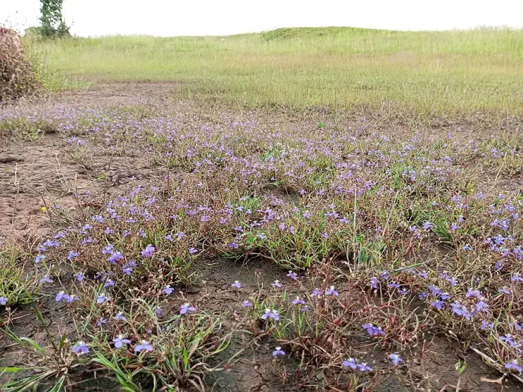 Four plants carry this hill’s name, because this is where science first saw them