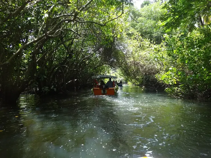 A small tourist boat moving through a narrow mangrove creek at Poovar with branches closing overhead