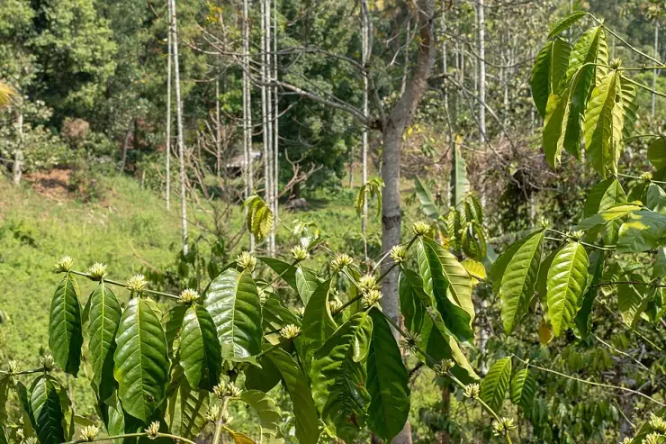 White coffee flower clusters opening along glossy green branches on a Wayanad hillside
