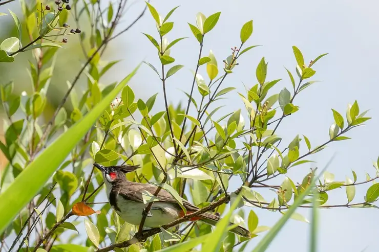 Red-whiskered bulbul perched among sunlit leaves in a Wayanad cultivated landscape