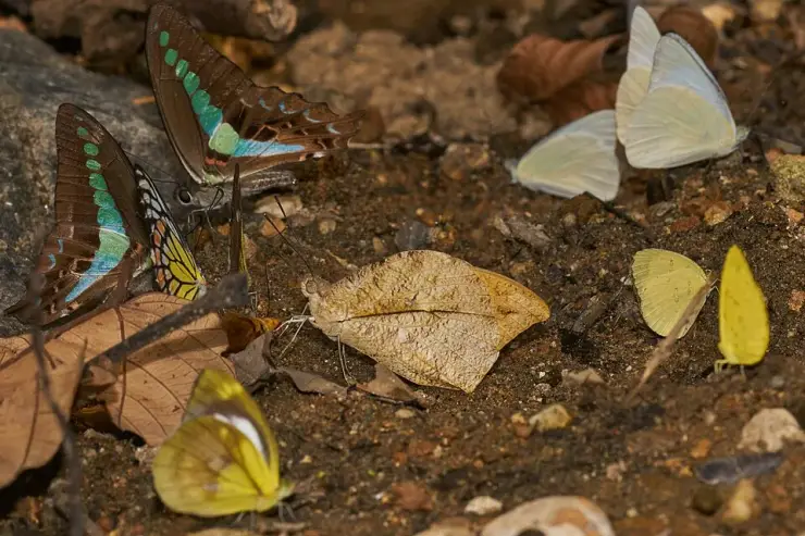 A group of butterflies mud-puddling on damp ground at Aralam, including green-marked swallowtails and pale yellow whites