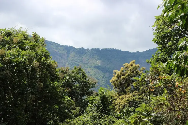 A forested ridge seen through the canopy in Parambikulam Tiger Reserve