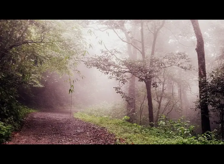 Gavi: a guide to Kerala’s forest ecotourism jewel