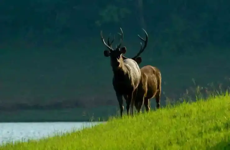 An antlered sambar stands on a grassy slope with the lake behind it.