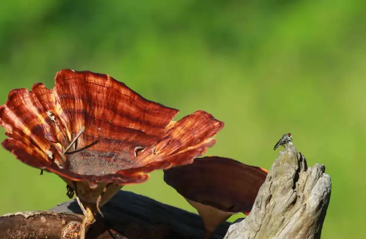 Rust-red bracket fungus grows from dead wood, with a small fly visible on the wood at the right.