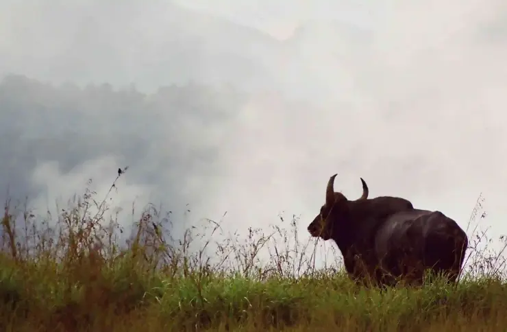 A gaur stands in grass against a pale, misty hillside.