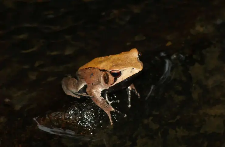 A brown frog rests on a dark, wet rock at night.