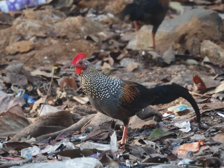 A grey junglefowl stands among roots, leaves and discarded plastic at Nilackal