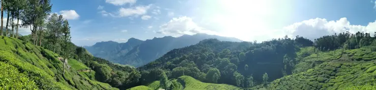Tea fields and tall trees on the highland approach to Top Station