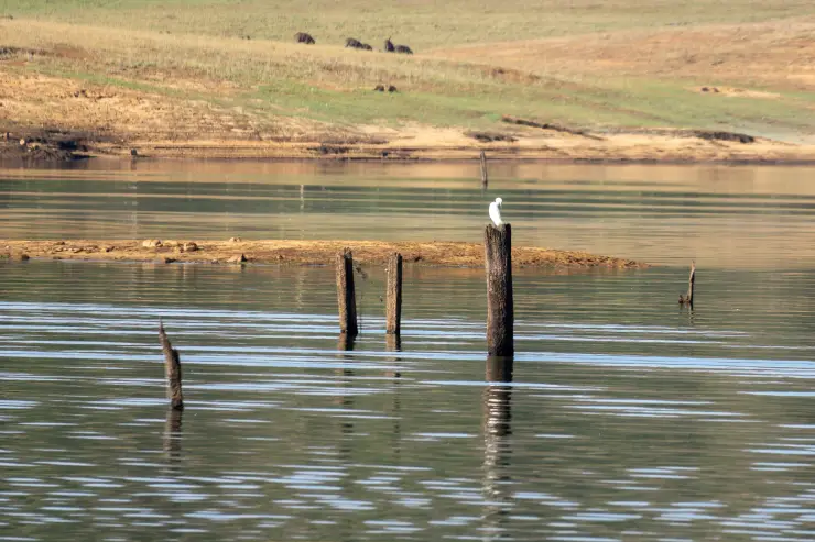A white egret stands on a trunk in Periyar Lake, with grass and wild pigs on the distant shore
