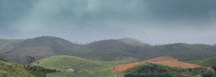 Tea bushes cover slopes near Parunthumpara, with taller trees and wooded hills beyond