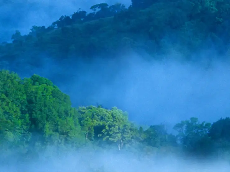 Mist lies between densely wooded ridges in the Periyar landscape