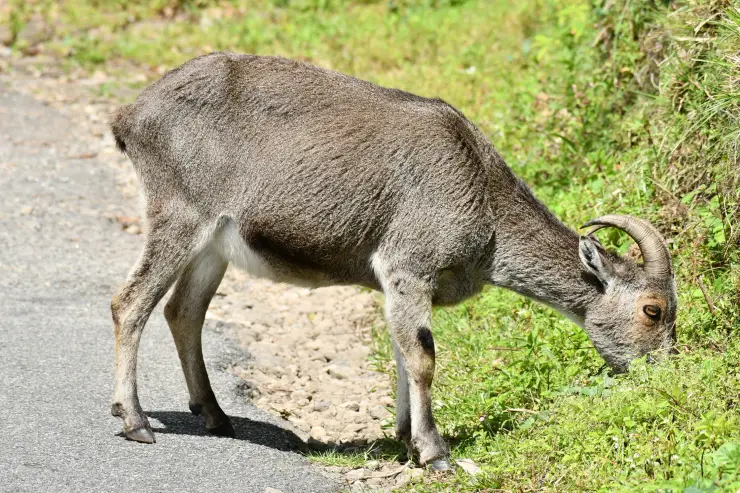 A Nilgiri tahr grazes among short vegetation on a Rajamala hillside.
