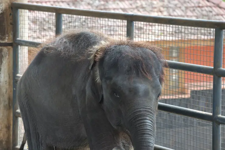 A young elephant’s head and trunk are visible beside a metal-mesh enclosure at Konni.