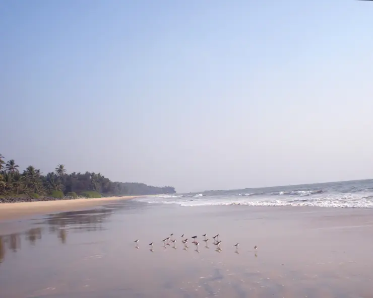 Small birds stand on wet sand beside the low rocky edge at Kizhunna Beach.