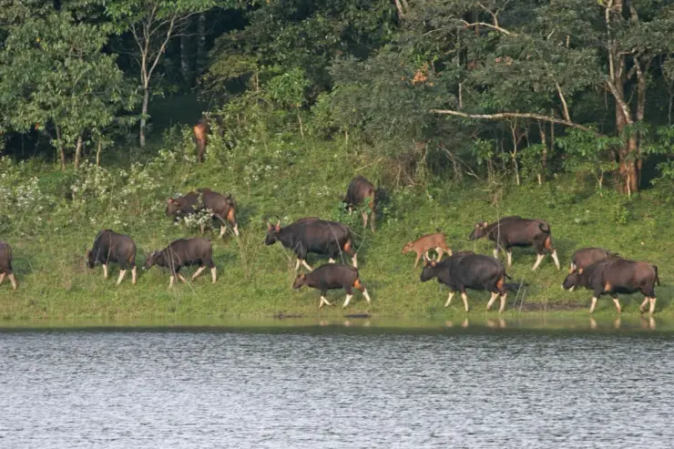A herd of gaur stands on the grassy bank beside Periyar Lake, with forest behind and water in the foreground.