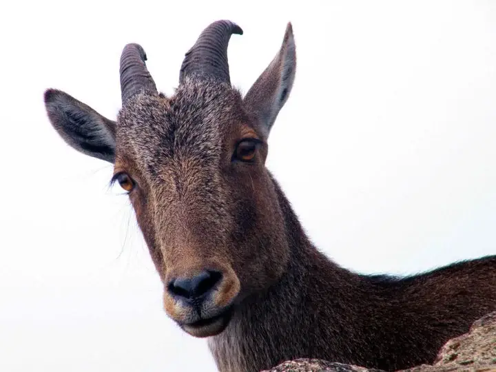 A close view of a Nilgiri tahr’s head and curved horns at Rajamala.