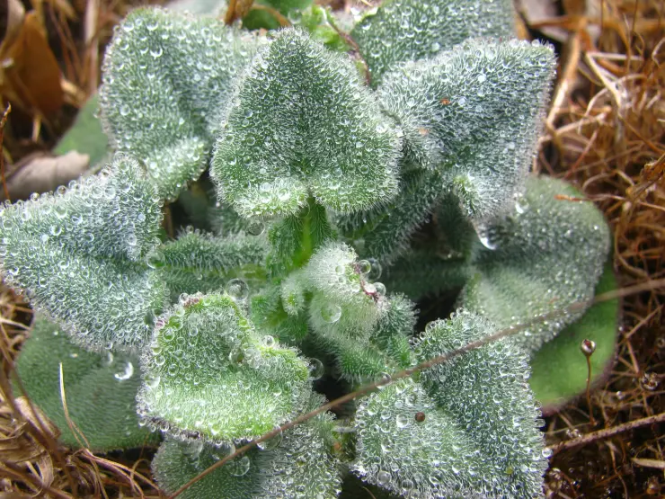 Water droplets rest on a small rosette of leaves in the Vellarimala vegetation.