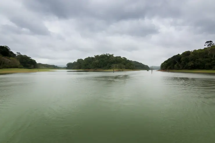 Periyar Lake divides around a wooded slope, with bare trunks standing above the water.