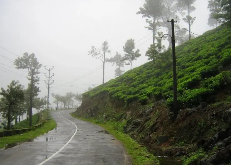A wet road curves between tea-covered slopes in Peermade mist.