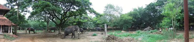 Elephants at Punnathur Kotta (Anakkotta) near Guruvayur, Thrissur