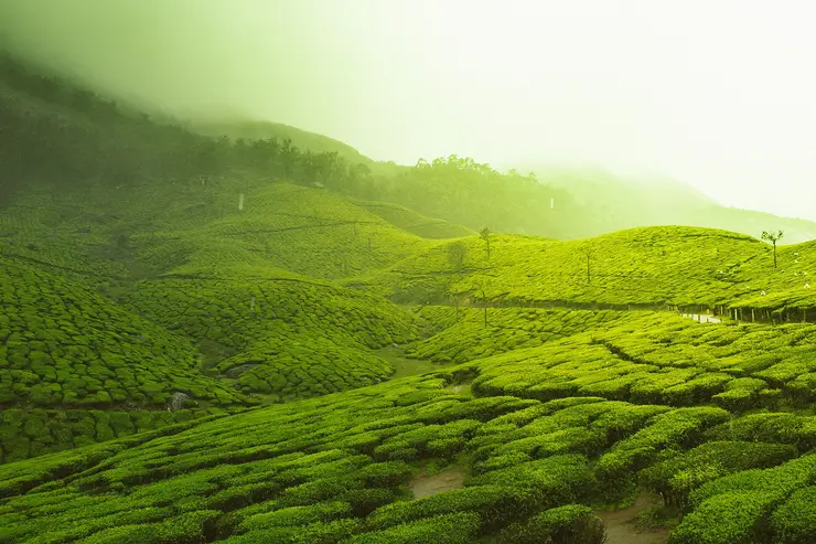 Tea-covered hills near Munnar on the classic Kerala route