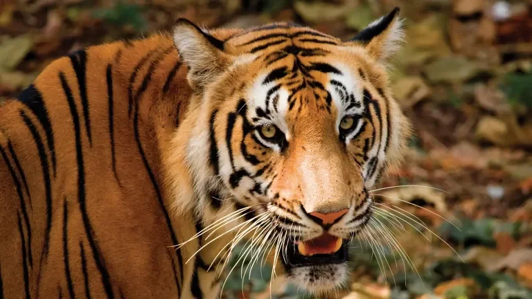 Property or offering photograph published for periyar tiger reserve online booking