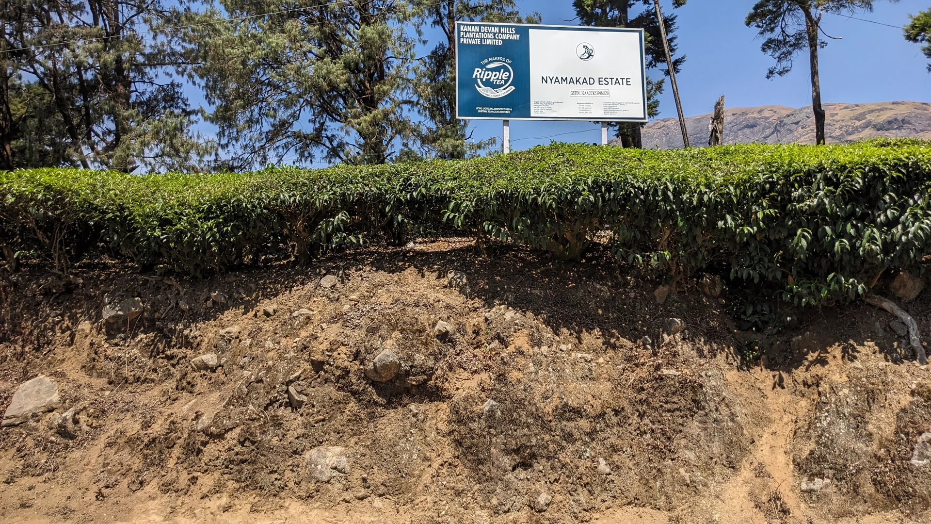The Nyamakad Estate and KDHP board above planted tea on the northern Munnar approach.