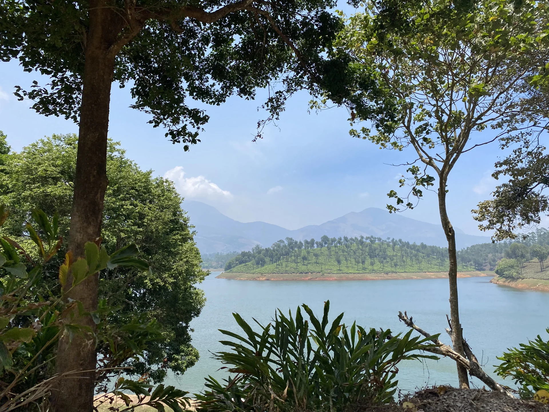 Trees frame Anayirankal reservoir, a tea-covered projecting slope and distant mountains.