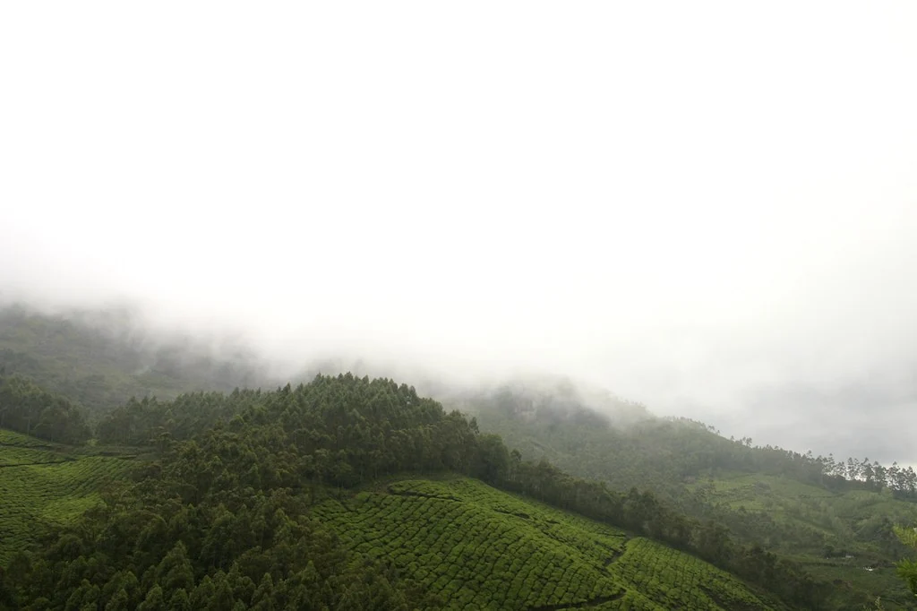 Tea-covered slopes fade into mist on the southern approach to the Nyamakad locality.