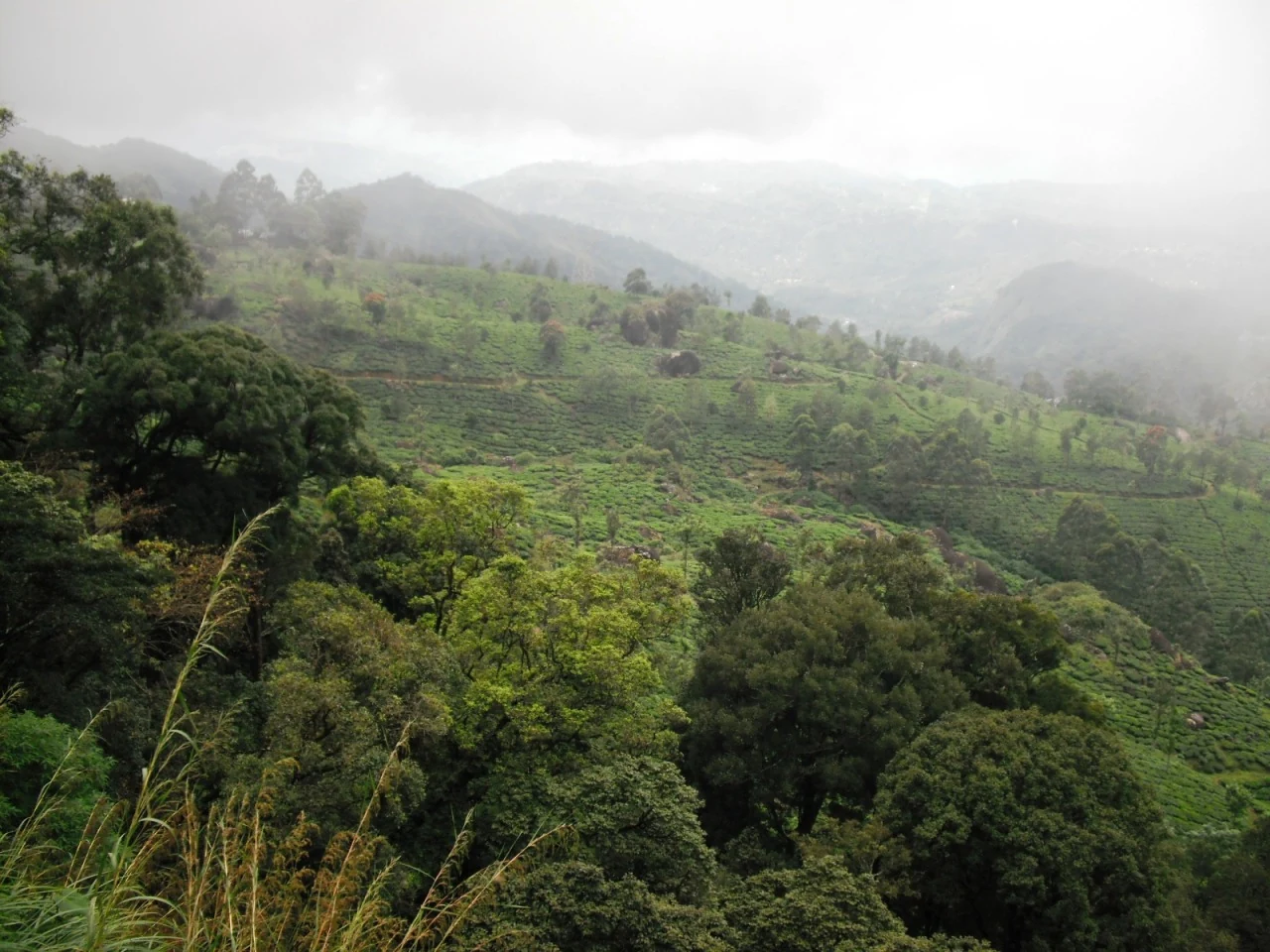 Tall trees rise above tea planting on a misty Pothamedu hillside.