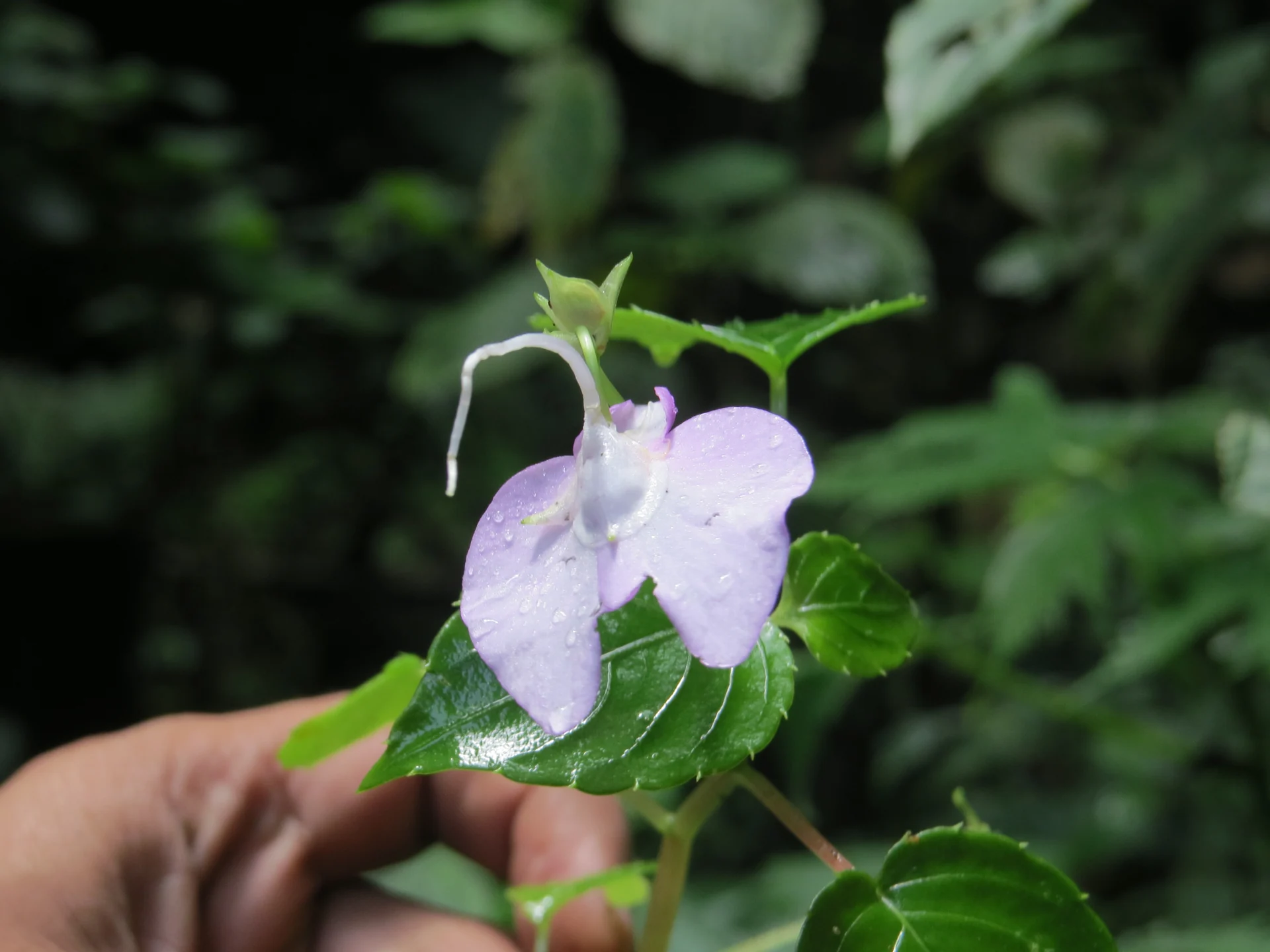 A pale lilac Impatiens cordata flower with a long curved spur, photographed in the Anamudi Shola forest setting.