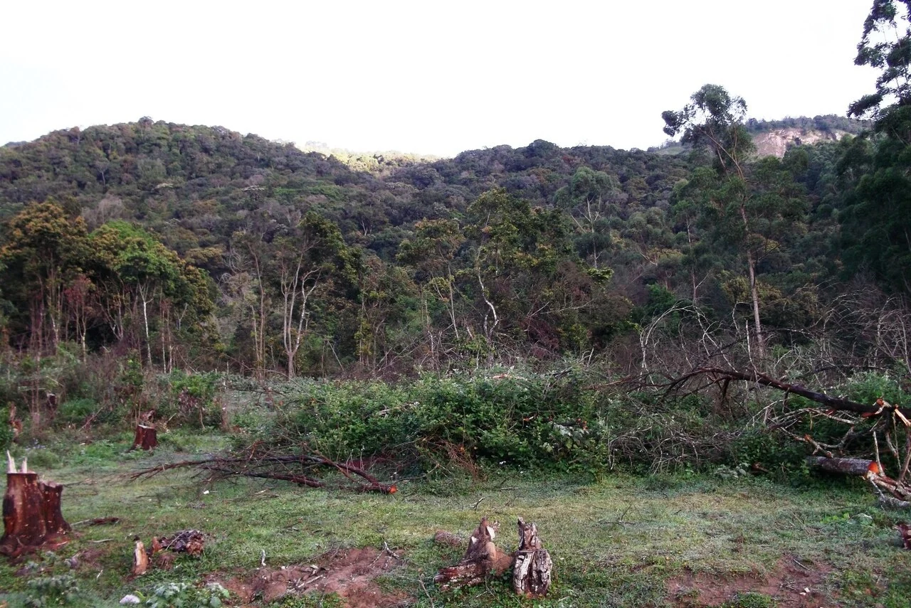 Cut stumps and low vegetation in a clearing below a densely wooded Pampadum hillside.