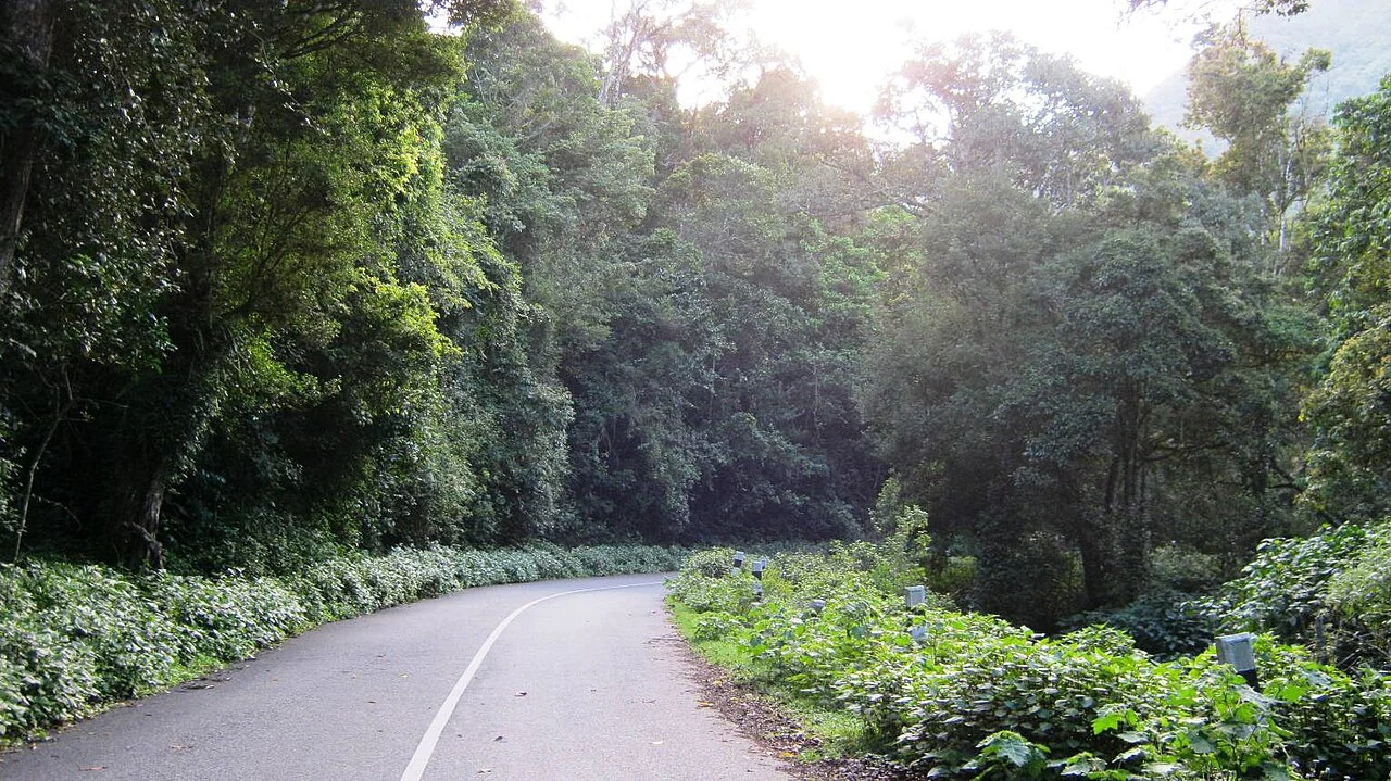 A bend in the road passes through dense forest at Pampadum Shola.