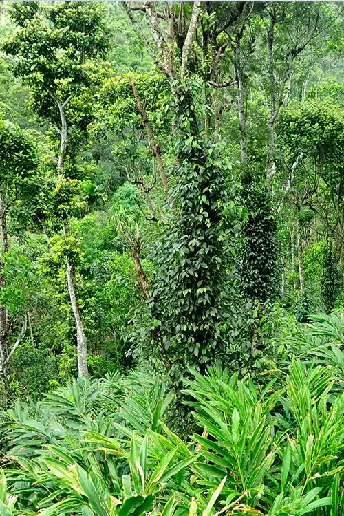 Climbing vines cover tree trunks above lower leafy planting in Kerala Tourism’s Murikkady plantation photograph.