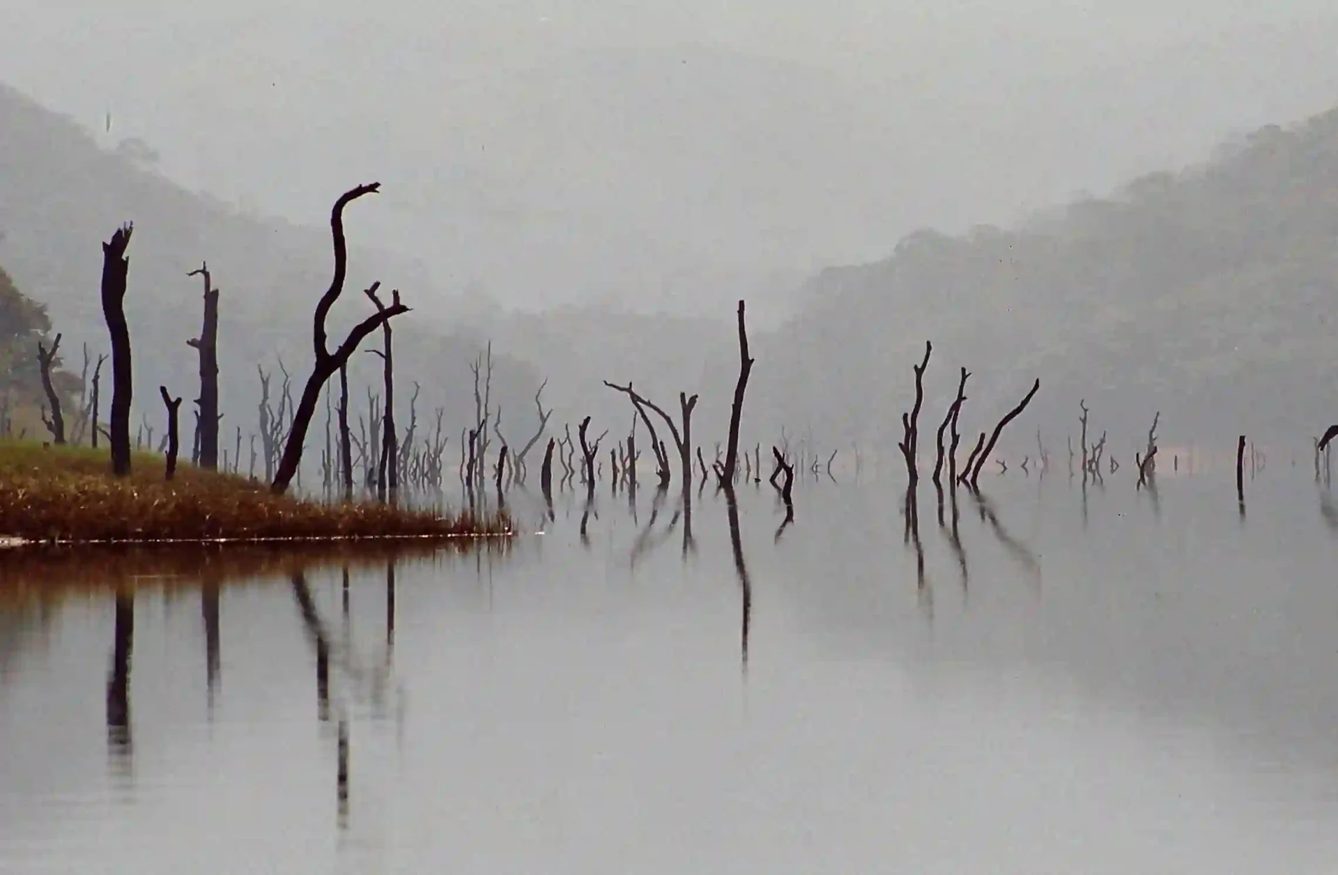 Standing trunks and their reflections in Periyar’s misty lake, with a softened forest bank beyond.