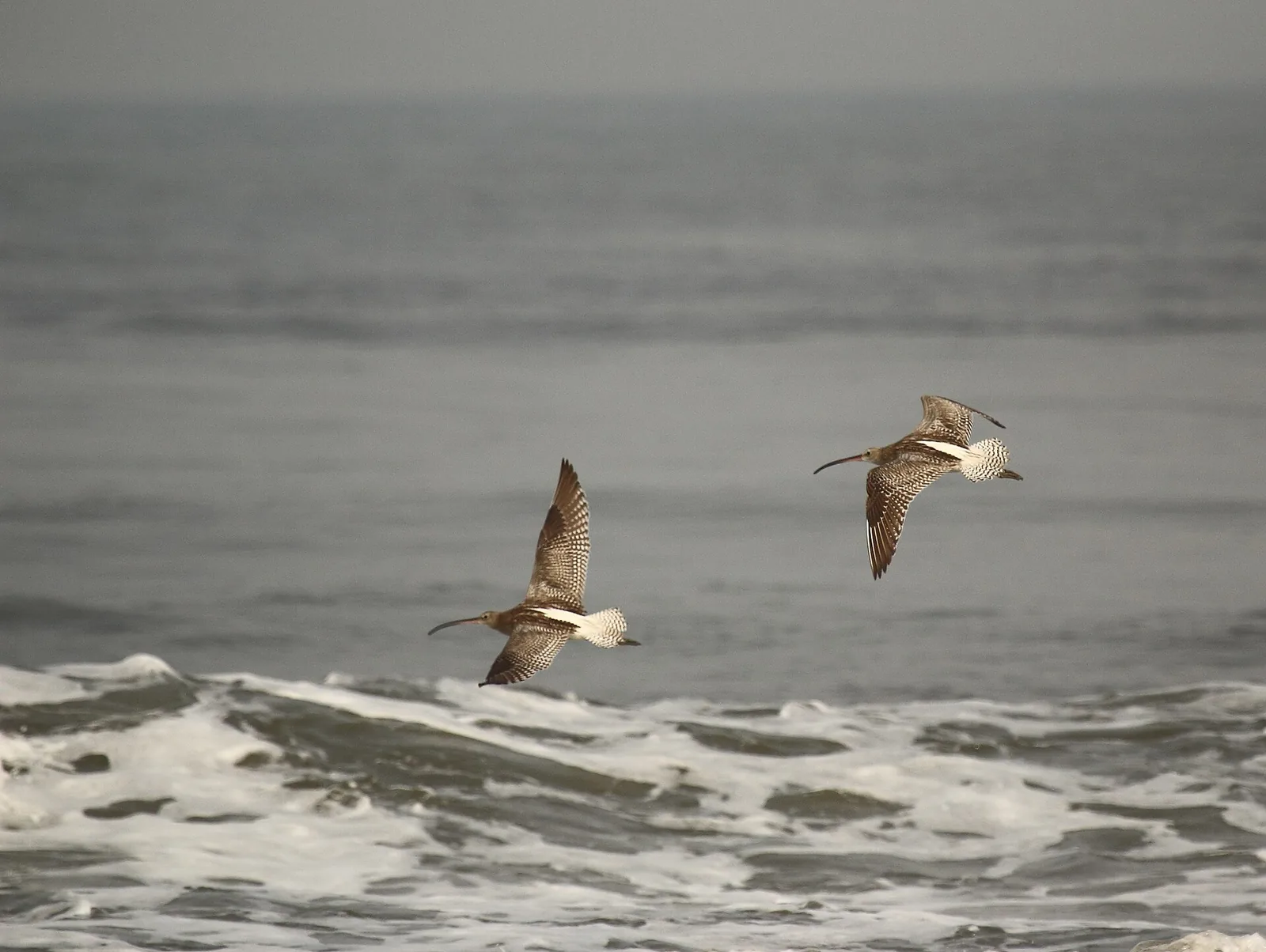 A Eurasian curlew in flight over Puthuvype Beach, Kochi