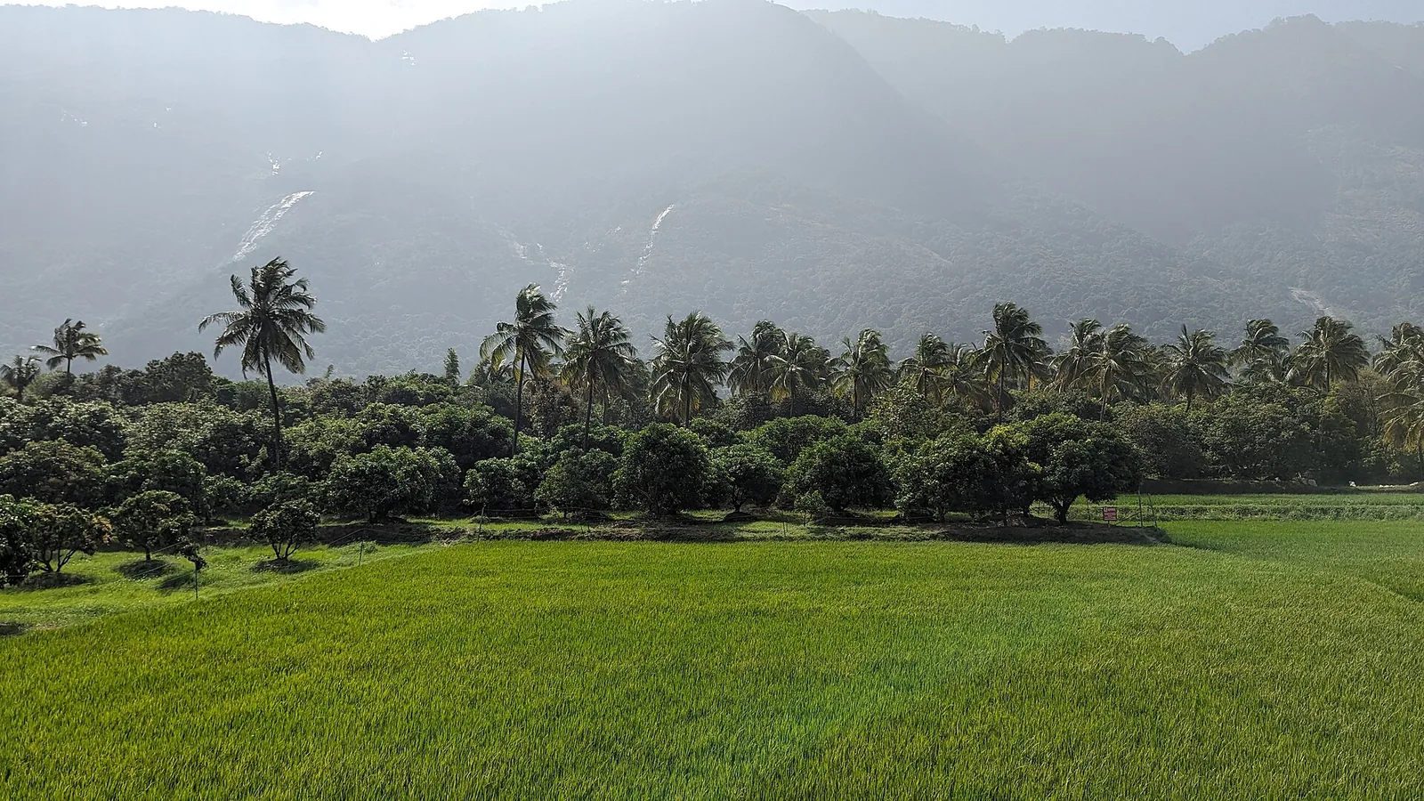 Wet paddy fields near Kollengode in Palakkad, with coconut palms and the low line of the Western Ghats behind