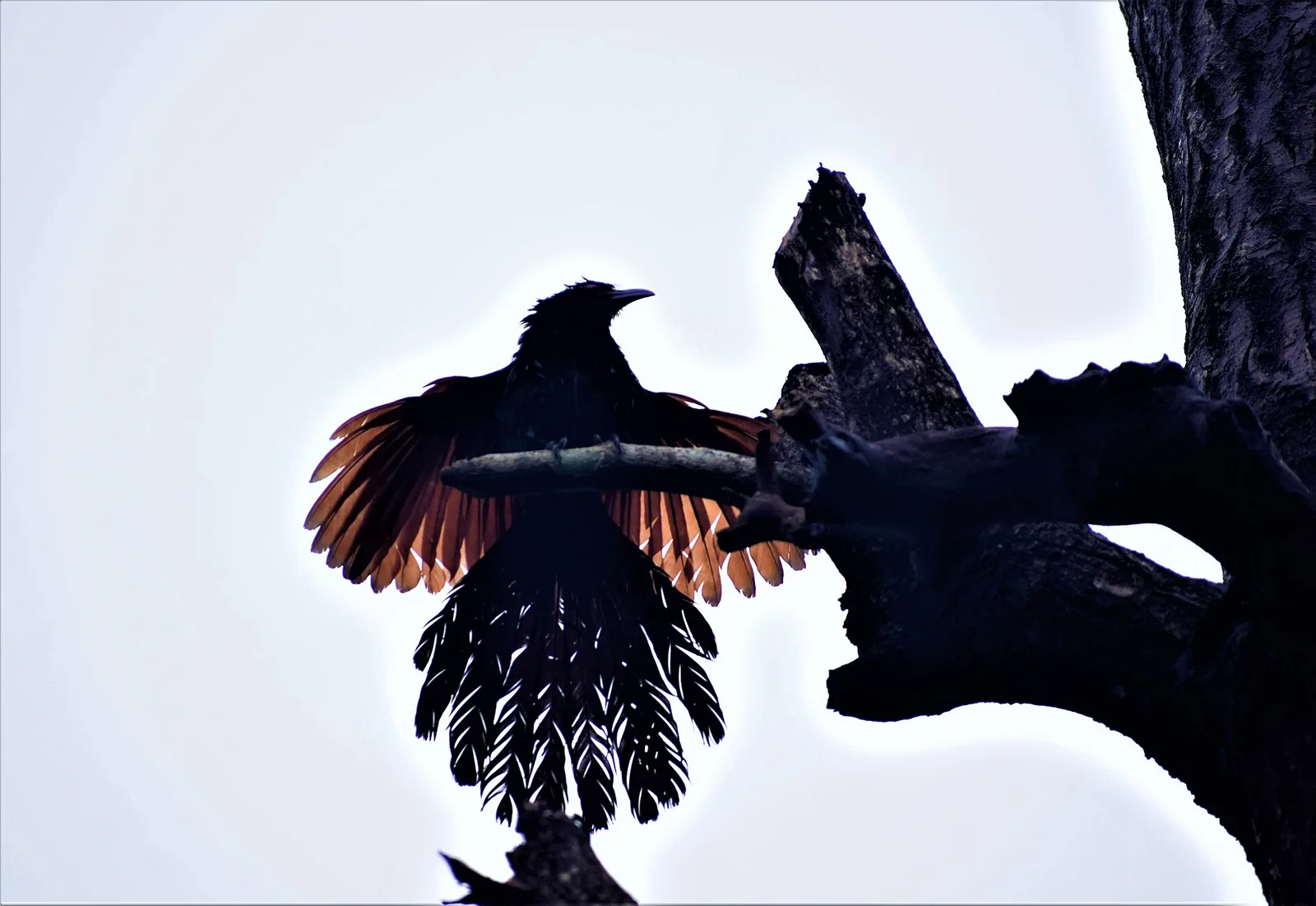 A greater coucal, known in Malayalam as chembothu or uppan