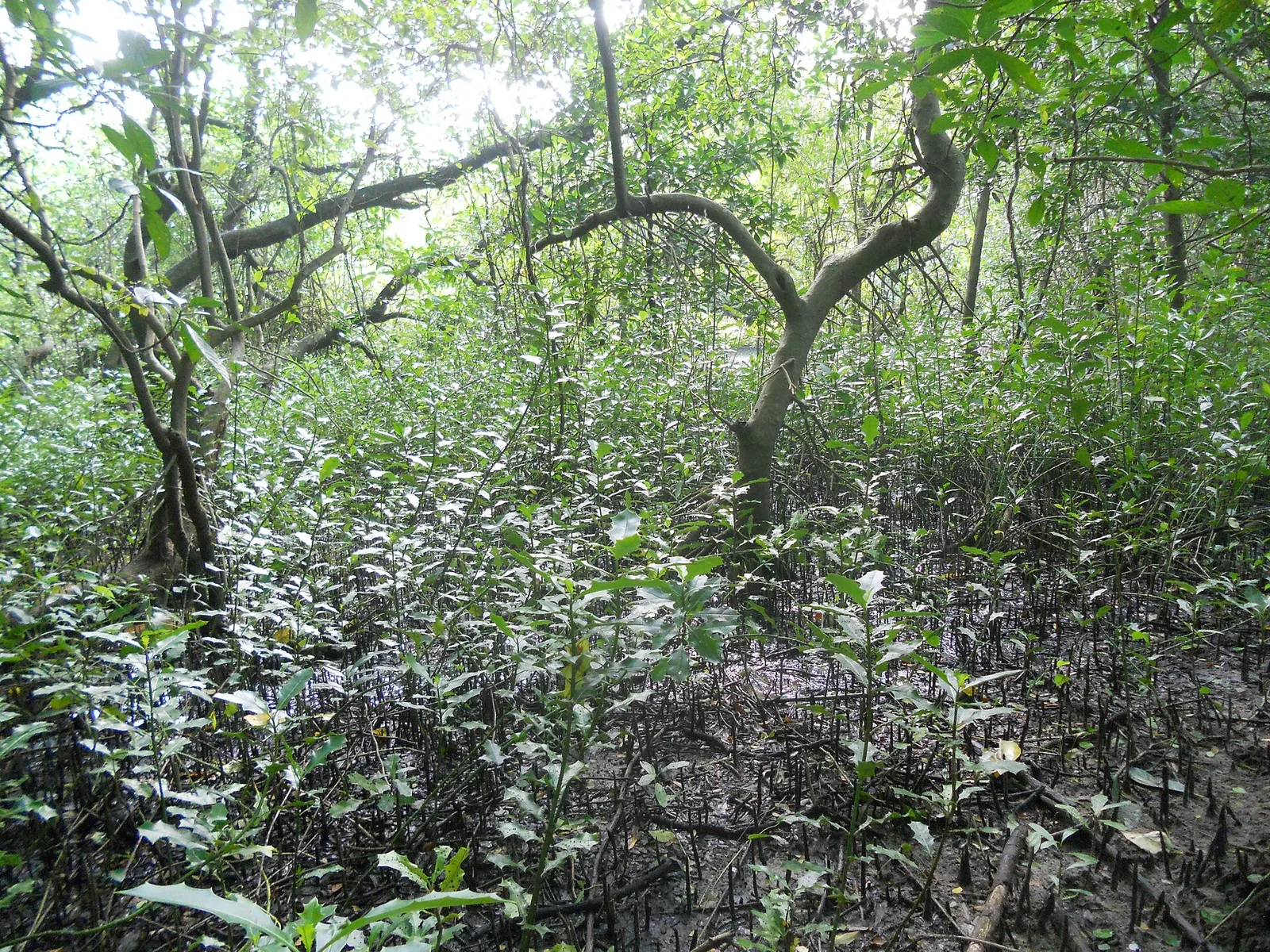 Mangrove at the Mangalavanam Bird Sanctuary, Kochi