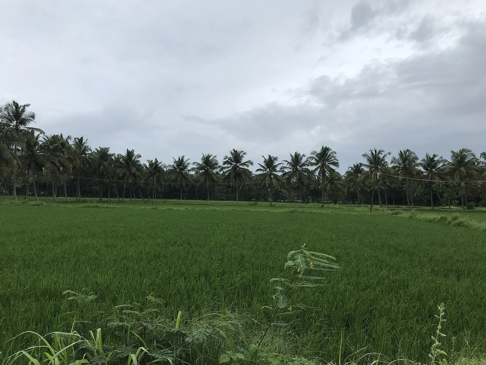 Green paddy fields in Palakkad, Kerala