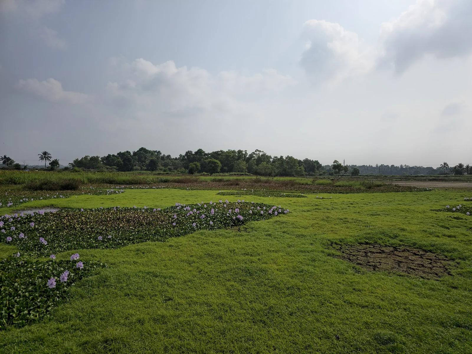 The Punchakkari wetlands at Vellayani, with water plants in shallow channels and dry ground beyond